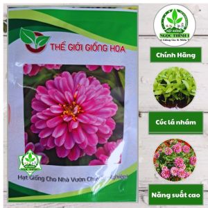 Hạt Giống Cúc Lá Nhám Lùn F1 ZIN526 THẾ GIỚI GIỐNG HOA (Gói 100 hạt) - Hoa tím Raspberry (NSX 2026)