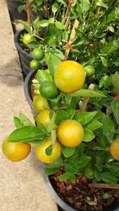 ส้มจี๊ดมังกรทอง กระถาง 11 นิ้ว ต้นสวยและแข็งแรง (กทม)