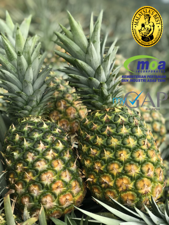 🔥Super sweet🔥 MD2 Pineapple 4 pieces/carton (1.7kg-1.9kg)/pcs Must Try🔥 ...