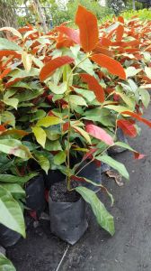 10 แถม1ต้นลิ้นกระบือใบทำบายศรี ลิ้นกระบือด่างต้นไม้ทนแดด ทนฝน ปลูกง่าย โตไว ต้นไม้