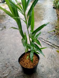 Cây gừng giống 20cm