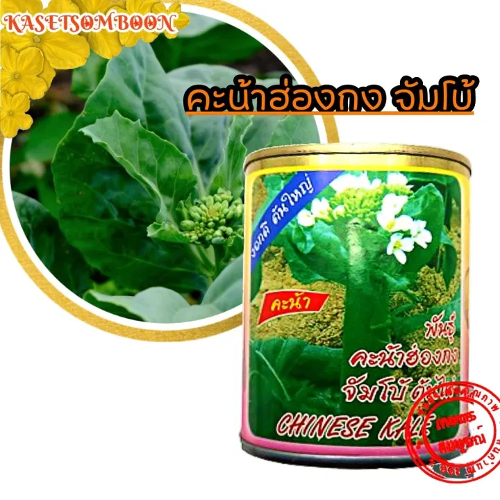 เมล็ดผักคะน้าฮ่องกง พันธุ์จัมโบ้ 100 กรัม ลำต้นใหญ่ หวานกรอบ