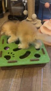 Cat Puzzle Box Felt Toy Interactive Maze Bell Balls Indoor Play Pet Enrichment Scratch Resistant