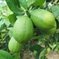 [Fast Growing] Edible Bonsai Lemon Seeds Dwarf （15 Seeds）rare Lemon Fruit Seeds for Planting Fruit Plants Seeds Finger Lime Seeds Heirloom Lemon Tree Seeds Fresh Bonsai Seeds for Planting Vegetable Plants Seedlings Fruit Trees Indoor Plants Real Plants. 