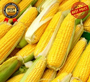 (50 SEEDS) - BRANDED SUPER SWEET CORN SEEDS - (High Yield / Easy to plant)