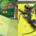 Keo dính chuột keo bẫy chuột siêu dính có thể tái sử dụng, Keo dính bẫy chuột siêu dính Mouse traps xanh trắng, Keo dính chuột Siêu Dính, Miếng keo dán chuột, Miếng bẫy chuột. 
