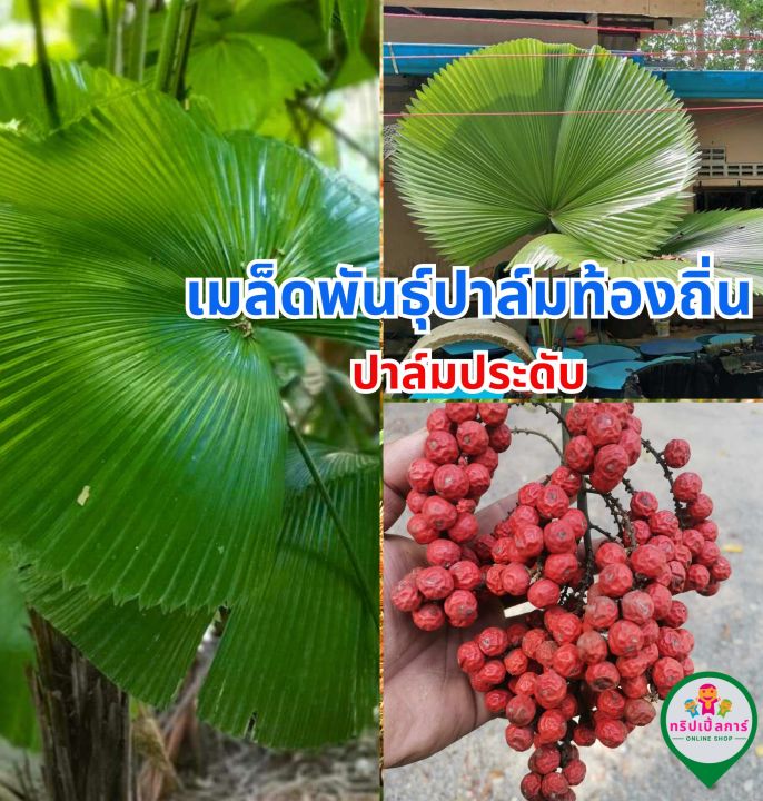เมล็ดพันธุ์ปาล์มพัด ประดับสวนสวย