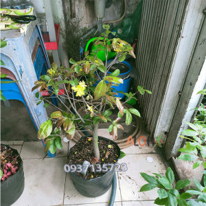 [HCM]CÂY MAI VÀNG -[CÂY TRUNG]