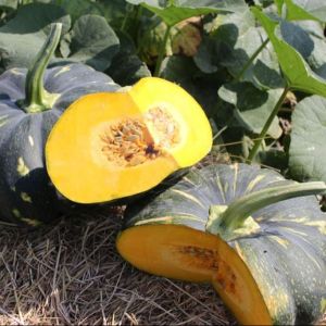 Hạt giống bí ngô quả tròn - 10 hạt  Tỷ lệ nảy mầm >90% Xuất xứ Việt Nam