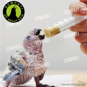 SEMPATI Spet Import Suntikan Multi Fungsi Untuk Wadah Pakan Lolohan Bubur Ke Bayi Piyek Burung Alat Injeksi Bumbu Dapur Bbq Panggang Ke Daging Ayam Hewan SSWPBB