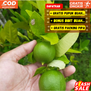 Bibit Jeruk Lemon Tea / Lemon Lokal Unggulan Sudah/Cepat Berbuah