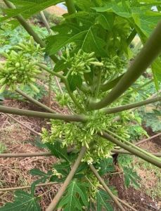 Hạt giống cây đu đủ đực - 1 gói 20 hạt - FlowerSeeds