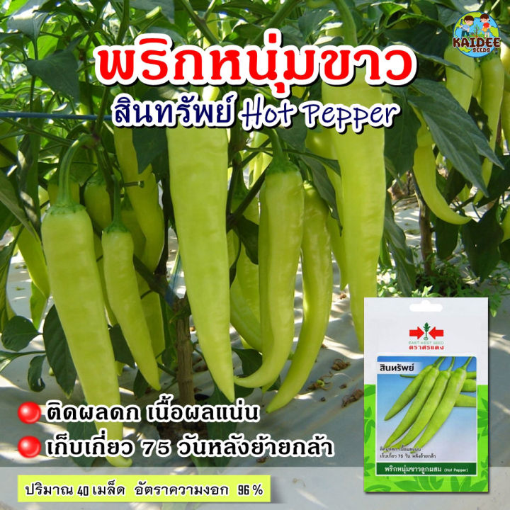 เมล็ดพันธุ์พริกหนุ่มขาว สินทรัพย์ ตราศรแดง
