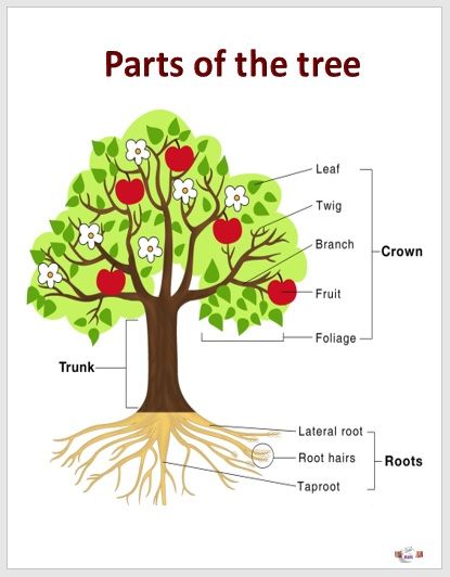 Laminated Chart parts of the tree, Educational chart for kids (size 8.5 ...