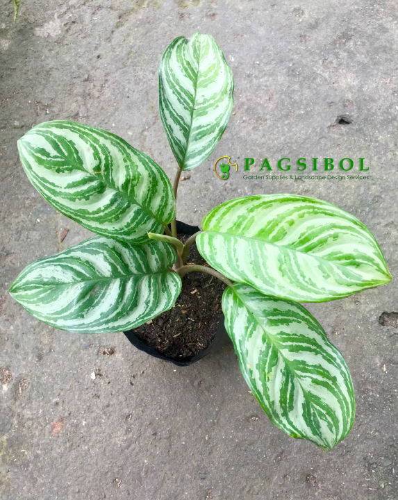 birkin philodendron scientific name Explore Our Philodendron Birkin