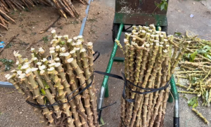 Cây Giống Khoai Mì (Giống Sắn Cao Sản) – Hom Chuẩn Tỷ Lệ Sống Cao Dễ Trồng Thu Hoạch Nhanh | Cây Nhà Lá Vườn - EverUp