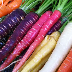 Mix Carrot Seeds Carrot Mix Color Seeds - Rainbow Carrot Seeds - Vegetable Seeds - Rare Carrot Seeds - Heirloom Carrots Seeds