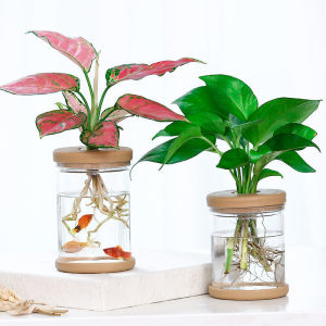 Minimalist Hydroponic Vase Automatic Water Transparent Hydroponic Plant Flower Absorption Plant Pot Plastic Propagation Pot