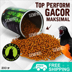 SEMPATI Top Fighter Murai Batu Sempati Pakan Lomba Burung Juara Berkicau Suara Gacor Rajin Bunyi Kristal CRHSBS