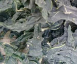 MURAH JAMU DAUN GEDI KERING/AIBIKA KERING HERBAL 500 GRAM