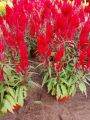 Red Celosia Chinese New Year CNY 60cm Height House Home Indoor Potted Plant. 