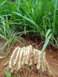 BIBIT  Rumput Odot 1kg -+20 batang (20-22cm)