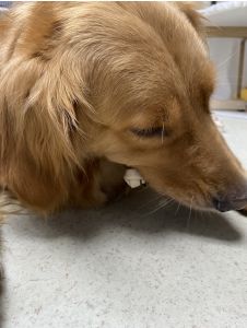 Dog Chew Food Healthy Bone Brush Teeth Treats Milk Peanut Chicken Mint Beef Flavors Food Bone Brush Easy Digest Puppy Pet Toy