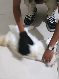 Pet Hair Remover Glove - The Gentle Way To Deshed Your Dog Or Cat Feels Like Petting Collects Loose Fur Effectively Easy To Clean Enjoy Grooming Time