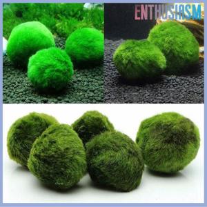 【Enthusiasm】🌟🌟【Hot Sale】🎈 3-4cm Marimo Moss Balls Live Aquarium Plant Algae Fish Shrimp Tank Ornament Simulation Green Algae Balls Artificial Plant