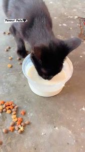 Fuzzy Pet Premium Goat s Milk/Susu Kambing Premium Haiwan Peliharaan/300g/for Cat & Kitten