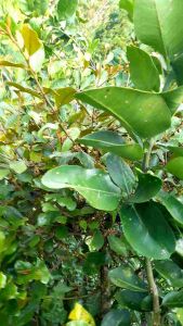 HERBAL TEH DAUN BENALU JERUK BALI FRESS / HERBAL DAUN BENALU JERUK BALI SEGAR per 1 kg