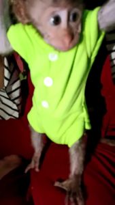 Jumpsuit Hewan Monyet Monpai Beruk Lutung: Pakaian Anak Lucu & Nyaman