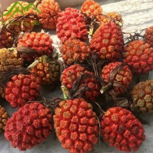 Combo dứa rừng đảo Phú Quý chín đỏ phơi khô dùng ngâm tửu hoặc nấu nước uống