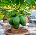 50 Seeds Sweet Cream Papaya Seeds Bonsai Papaya Seeds for Planting Vegetable Plants Dwarf Papaya Seeds Heirloom Variety Red Baby Papaya Plant Seed Papaya Fruit Seeds Papaya Tree Seeds Bonsai Tree Live Plant Dwarf Fruit Trees Seedlings Vegetable Plants. 
