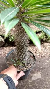 Kaktus Pochipodium Limerei: Tanaman Hias Interior yang Tahan Panas