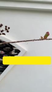 2026 Hot Sale [ Shipped from China ] Cute and fun realistic colorful bird feather long tail hair clip duckbill clip side bangs hairpin B3