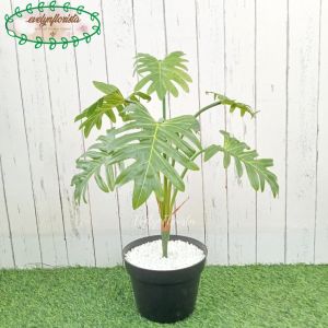Pohon Hias Artificial Daun Jari Philo X7 Latex Pot Dasar Hitam Hiasan Caffe Dekorasi Rumah