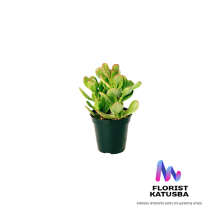 tanaman hias Crassula arborescens jade plant