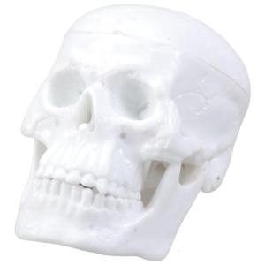 Resin Human Skull Replicas Model Figure with Moveable Chin For Classroom Demonstration Artistic Creation Study Display