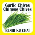 BENIH KU CHAI garlic chives Chinese chives isi banyak +-50 biji murah. 