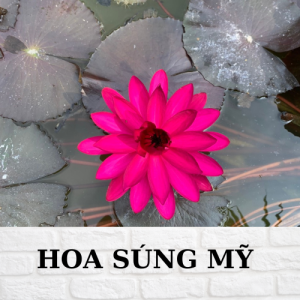 Hoa súng mỹ màu đỏ. 1 BỤI LỚN NHIỀU THÂN 25K