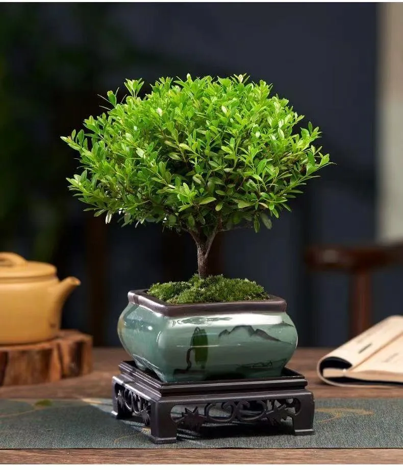 Golden nanmu potted Phoebe microphylla bonsai modeling Phoebe microphylla  bonsai Phoebe microphylla seedlings absorb formaldehyde  Formaldehyde-Absorbing Plant - Lazada | Lazada PH