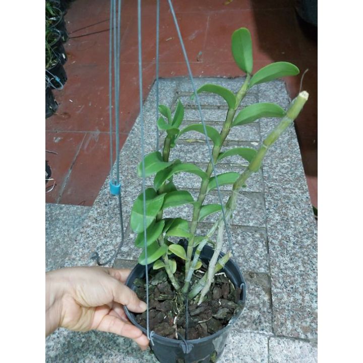 Phi%20%C4%91i%E1%BB%87p%20r%E1%BB%ABng,%20L%E1%BB%99c%20B%E1%BA%AFc%20nh%C3%A2n%20kie%20-%20Image%209