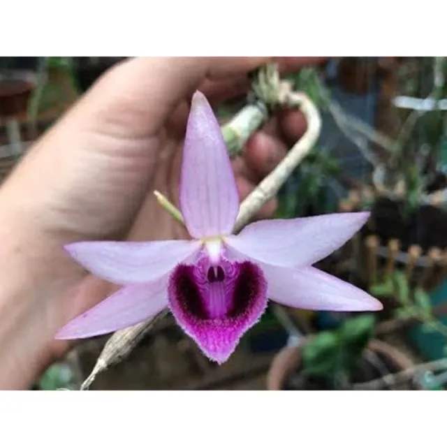 Phi%20%C4%91i%E1%BB%87p%20B%E1%BB%86T%20MA%20B%C3%93,%20phi%20%C4%91i%E1%BB%87p%20var,%20m%E1%BA%A7m%20ki%20c%E1%BA%A5y%20m%C3%B4%20hoa%20%C4%91%E1%BA%B9p%20hi%E1%BA%BFm%20gi%C3%A1%20r%E1%BA%BB%20-%20Image%206