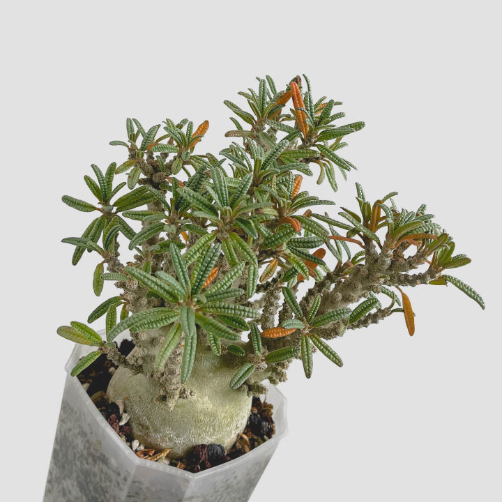 Dorstenia gigas f.bullata種子　3粒 Dorstenia gigas f. bullata (the f. notates form). With its