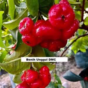 Bibit Jambu Air Kancing Super Okulasi