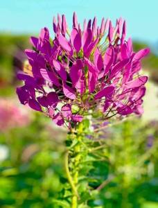 เมล็ดเสี้ยนฝรั่งคละสี 100 เมล็ด เมล็ดดอกไม้ ดอกเสี้ยน