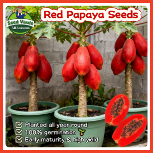 Fast Growing 10pcs Dwarf Red Papaya Seeds for Sale Sweet Red Papaya Seeds for Planting Fruits Fruit Bearing Tree Seeds Balcony Bonsai Papaya Plant Seeds Fresh Red Papaya Seedlings High Yield Red Lady Dwarf Papaya Seed Papaya Live Plants Fruit Seeds