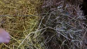 Bọc chân Polo Dura-Tech cho ngựa    Hỗ trợ chân cho huấn luyện đường đua và đào tạo    Bọc ngựa đứng    Dễ sử dụng    Bộ bọc ngựa 4 cái với chiều dài 9" x chiều rộng 4.5"