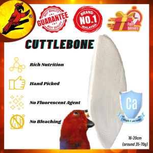 MPT Cuttlebone Bird Cuttlebone Parrot Cuttle Bone Bird Tulang Sotong Burung Tulang Sotong Lovebird Cuttlebone Budgie Tulang Sotong Lovebird Cuttlebone Sun Conure Tulang Sotong Cuttlebone Murai Batu Tulang Sotong Macaw Cuttlebone Merbah Jambul